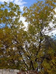 Очарование осени