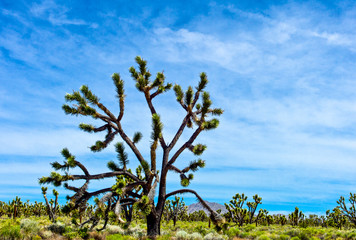 U.S.A. California, the Mojave National Reserve near the Route 66