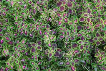 Beautiflu muti color leaves background