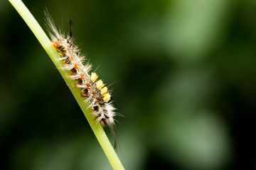 Tussock Moth Caterpillar in nature