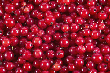 Red currant berries full frame
