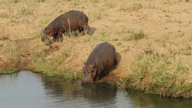 Two hippos (Hippopotamus amphibius) entering the water, Kruger National Park, South Africa