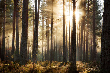 Coniferous forest with morning sun shining