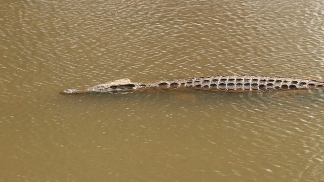 A Nile crocodile (Crocodylus niloticus) submerged in water, Kruger National Park, South Africa