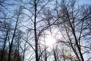 Fototapeta na wymiar trees against the sky