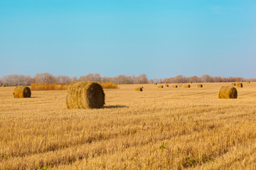 Bales of straw after harvesting crops.Autumn Sunny day