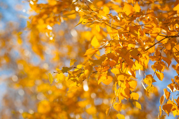 Bright autumn leaves in the Park in October