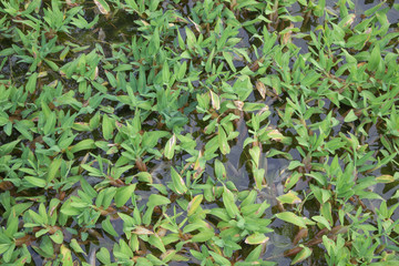 Obraz premium Seamless pattern - green grass.,Hygroryza aristata, Poaceae