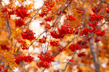 a branch of Rowan