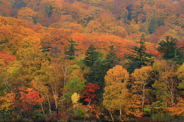 秋田県鹿角市八幡平　紅葉の大沼