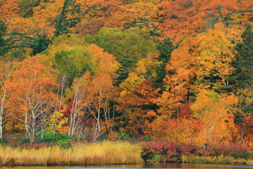 秋田県鹿角市八幡平　紅葉の大沼