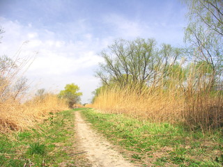 Obraz premium 春の河川敷風景