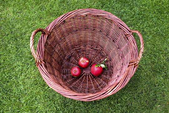 Gartenarbeit - Apfelernte