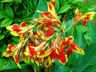 Garden Flowers after Rain