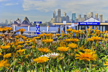 Sydney CBD Milsons point foreground flowers