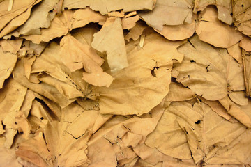 Dry leaves wallpaper in thailand 3