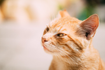 Close up of Red Cat Outdoor Portrait