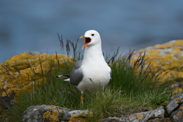 Sturmmöwe, Common gull, Larus canus