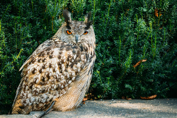 The Eurasian eagle-owl is a species of eagle-owl