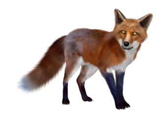 Red Fox