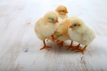 Yellow chickens