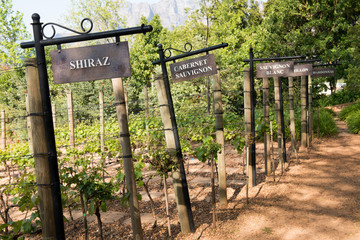 WINE YARD
