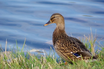 Mallard Duck