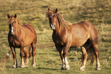 Due cavalli selvaggi marroni in una prateria