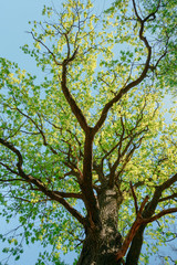 Sunny Canopy Of Tall Trees. Sunlight In Deciduous Forest, Summer