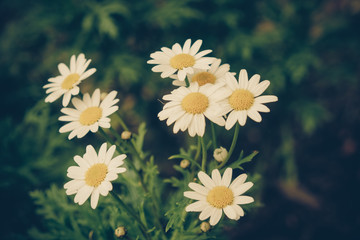 flowers  with filter effect retro vintage style