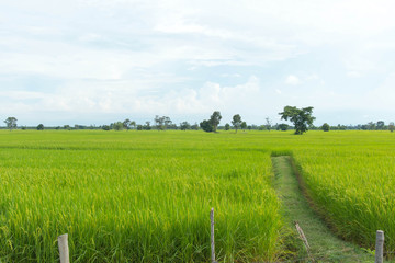 Green ear of rice in paddy rice field