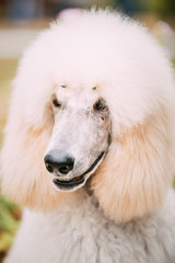 White Poodle Dog Close Up Portrait