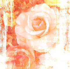 Flower beautiful rose, art paint illustration for background