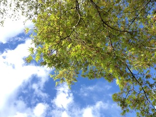 見上げる空　木々　森