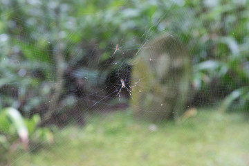 Araña