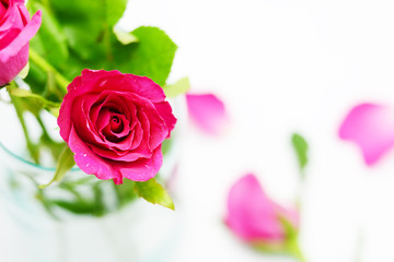 Fototapeta na wymiar pink roses on white background