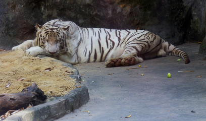 Бенгальский (белый) тигр лежит