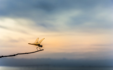 Fototapeta na wymiar Dragonfly on a branch in the morning.