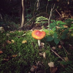fly agaric in forest