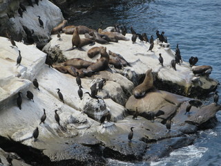 seals and birds in la jolla