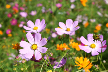 Colorful Cosmos field
