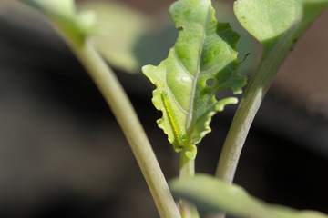 Young larva of butterfly