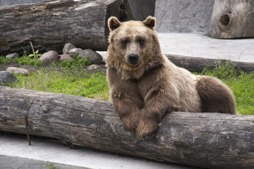 Brown bear