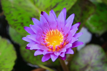 Purple lotus flower blooming at summer