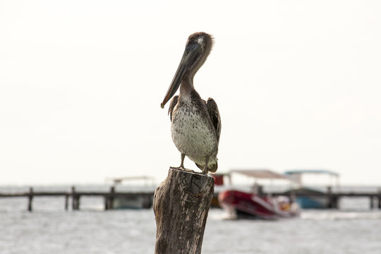 Pellicano