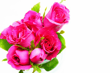 pink roses on white background