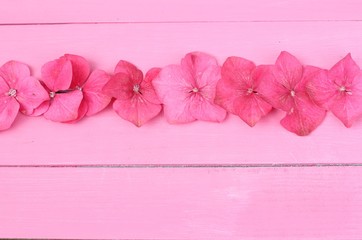 Pink on pink. A row of deep pink hydrangea flower heads on a bright pink wooden floor, copy space . Simple still life arrangement 