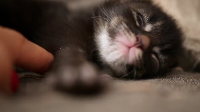 newborn kitten Maine Coon sleeping and stretches in his sleep