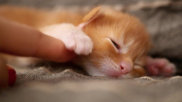 newborn kitten red Maine Coon sleeps and human finger touches