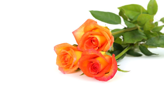Bouquet of orange roses on white background